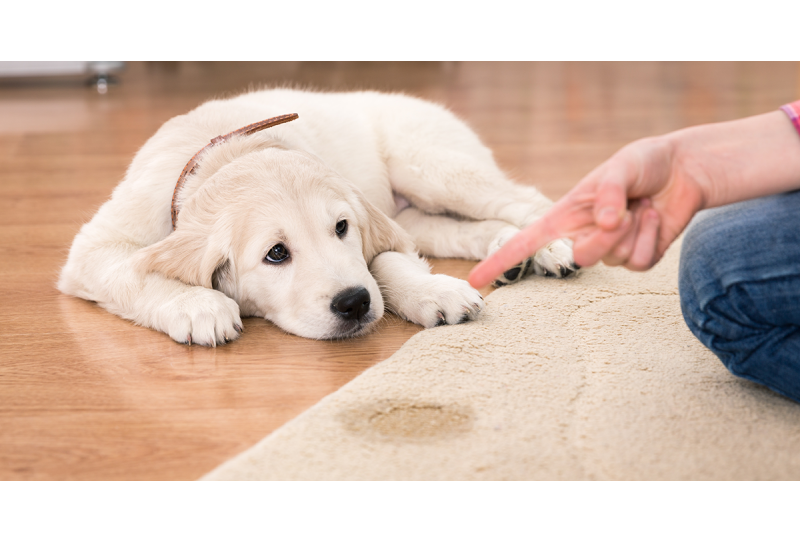 Eight common Misunderstandings about Dog Behavior